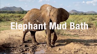 Elephant Mud Bath | Samburu | Kenya | African Elephant