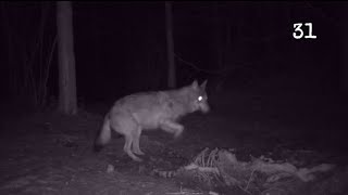 31 - Wilk - Zaskakujące zachowanie Wilka - Fotopułapka wilk nocą