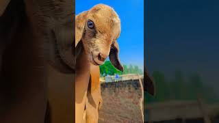 Munna #baby #duet #keşfet #love #cute #ytshort #youtubeshort #goat #cowgoat