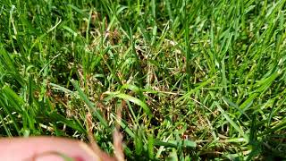 Red thread and leaf spot diseases