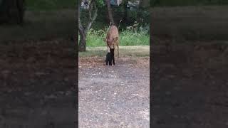 Kitten kissing deer