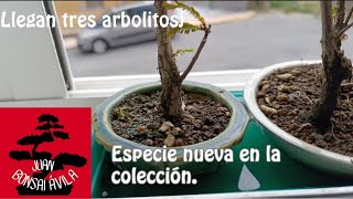 Se incorporan tres nuevos arbolitos, especie nueva en la colección. #bonsai