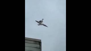 Bird riding on top of another bird | ThugLife