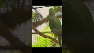 Green parrot in a cage  The bird wants to get out