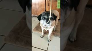 Dog Pug Hungry #shorts