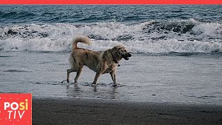 Hund wartet am Strand auf sein Herrchen