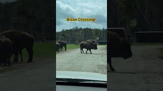 Bison crosses the road at the Wild Florida Drive Thru Safari #bison #safari