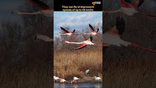 Flamingos: Beauty in Unity | Discover with Sabi