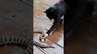 snake and cat fight|