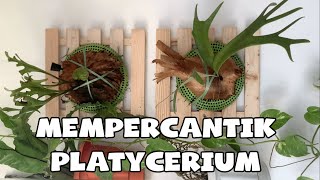 TIPS MENANAM DAN MEMPERCANTIK PLATYCERIUM DAN HARGANYA