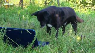 Los perros que reaccionan gatos maullando en Video