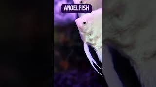 #fish #aquarium #pet #tetrafish #bettafish #guppyfish #angelfish #catfish #youtubeshorts #ytshorts