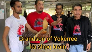 Grandson of Yokerree ka shoq krain | Lahore Aseel TV |