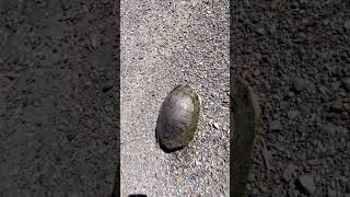 TURLA 🐢 in DA Road‼️ #louisiana #funnyshorts