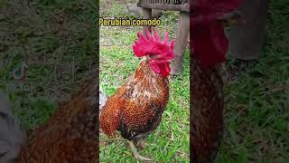 Perubian Comodo by Manok Pinas #chicken #panabong #tandang #