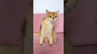 Amaira  ko Billi ne kat liya 😭 😺#funny #shortsfeed #viralshort #trending #shorts #cat  #angelaanvi