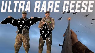 We SHOT an EXTRAODINARY GOOSE (Very Rare Bird)