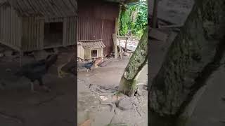 Kampung Rambe Geger...! Ayam kandang ayam ibu nur disatroni ular kebon...!