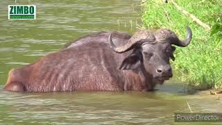 Safari Highlights in Uganda