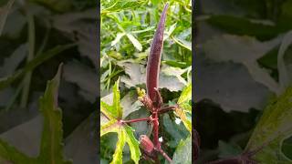 लाल भिंडी #farming #vlog