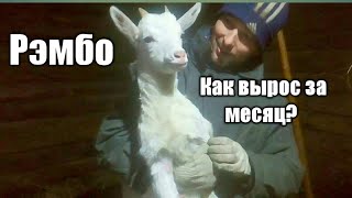 Вес козленка в 1 месяц, содержание козлят на подсосе