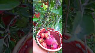 How to Harvest Apples #kashmir #fruit