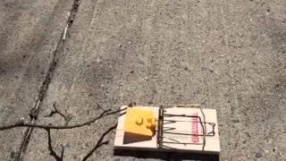 Rat trap slow motion