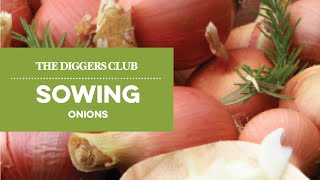 How to sow onion