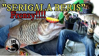 "FRENZY" SERIGALA BERIS