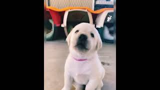 Cute labrador retriever puppy🥰dogsplanet❤#shorts #labradorretriever #labradorpuppy #puppylover #dog