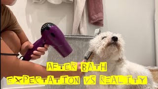 Expectation VS Reality | Dog After bath