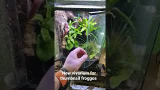 Making a new vivarium for thumbnail froggos