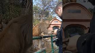 Hungry Monkey 😂 at Swayambhunath Temple Kathmandu Nepal #shorts