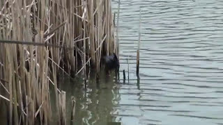 POLE FISHING FOR TENCH THE OBSESSED ANGLER #tenchfishing #buryhill #miltonlake