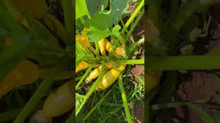 Lots of summer squash! #gardening #garden #backyardgardening #shorts