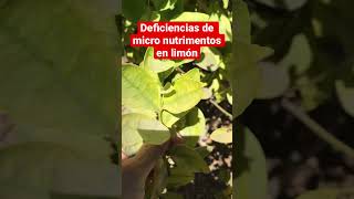 Deficiencias de micro nutrimentos en limón 🌱🌱🌱