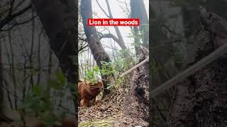 Lion in the woods