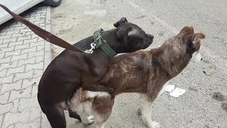 pitbull vs husky mix weird approach