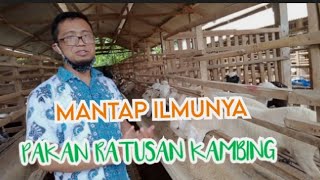 PEMBERIAN PAKAN RATUSAN KAMBING DALAM SATU KANDANG