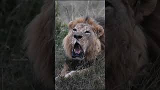 deep lion roar #short #lion #roar