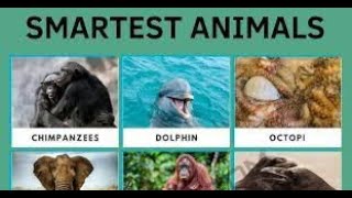 The top 10 Smartest Animals in the World