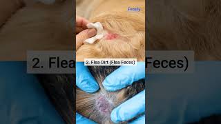 Pet care tips & signs of ticks and fleas infestation | #petcare #dogs #cats #dogshampoo