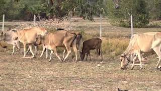 Herds of wild cows and their young go out to the foothills for food 🐄🥰