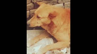 cute mother dog#viral #ytshorts #youtube