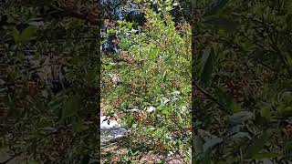 pigeon peas are beautiful in bloom #garden #gardening