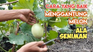 TRIK MENGGANTUNG MELON TINGKAT TINGGI (UPDATE PERKEMBANGAN MERLIN)