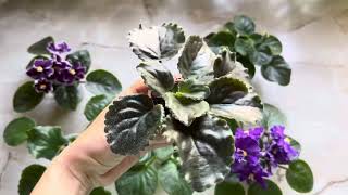 Стартери фіалок, огляд набору, продаж #фіалкипоштою #africanviolets #фиалкипочтой