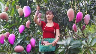 Harvesting Mango Goes To The Market Sell - Harvest Banana And Ripe Banana | Tiểu Vân Daily Life