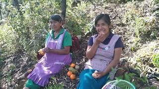 me acompañó mi suegra a ir a cortar frijol mayeso en el campo