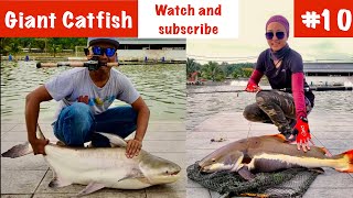 Giant Red Tail Catfish catch at Natural Exotic Fishing Pond Behrang Video#10